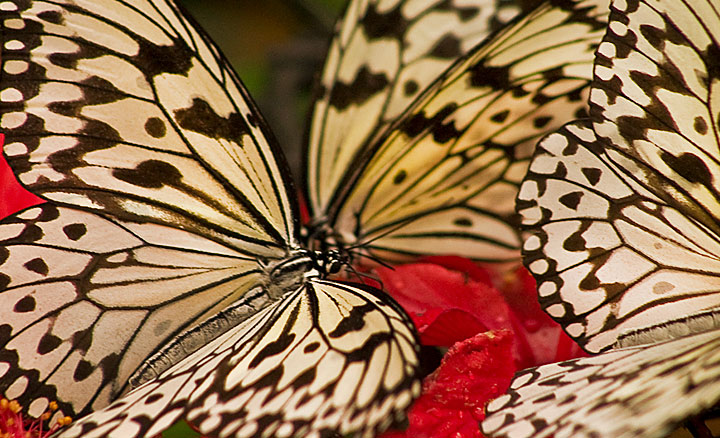 malaysia photography Malaysia Photography