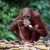 Borneo and Malaysia Borneo and Malaysia