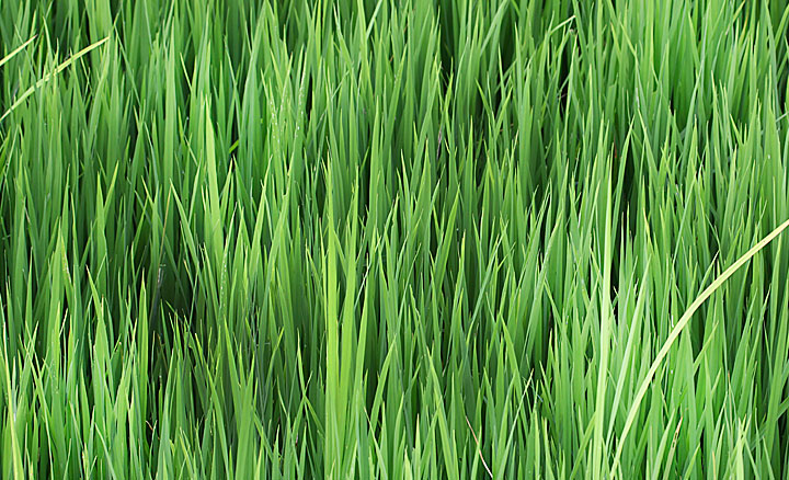malaysia photography Malaysia Photography